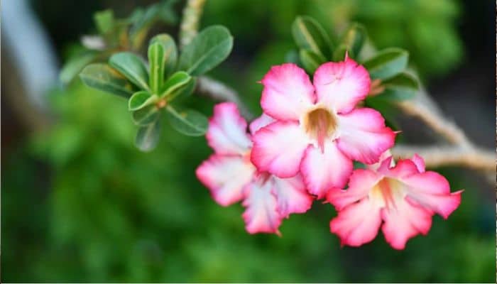 Rosa do Deserto - 10 dias para bem cuidar e cultivar! 2 Rosa do Deserto - Como cuidar e cultivar?