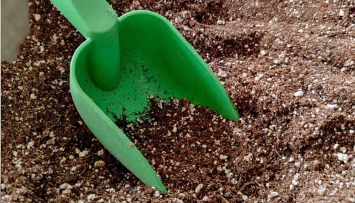 Como Plantar Manacá da Serra em Vasos: Descubra Como Ter Esta Bela Flor em Sua Casa! 2 Rosa do Deserto - Como cuidar e cultivar?