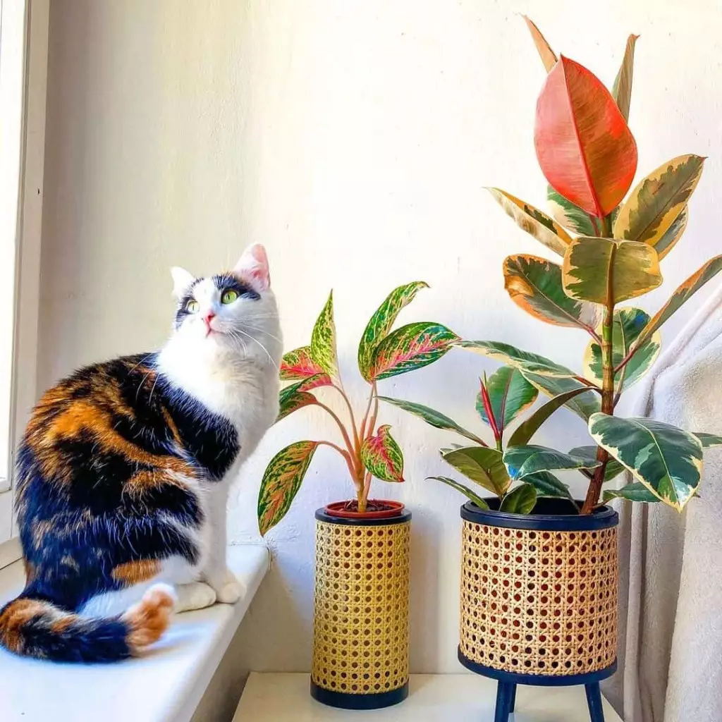 5 Dicas de Decoração com Plantas para Transformar Seu Ambiente! 5 Dicas de Decoração com Plantas para Transformar Seu Ambiente!