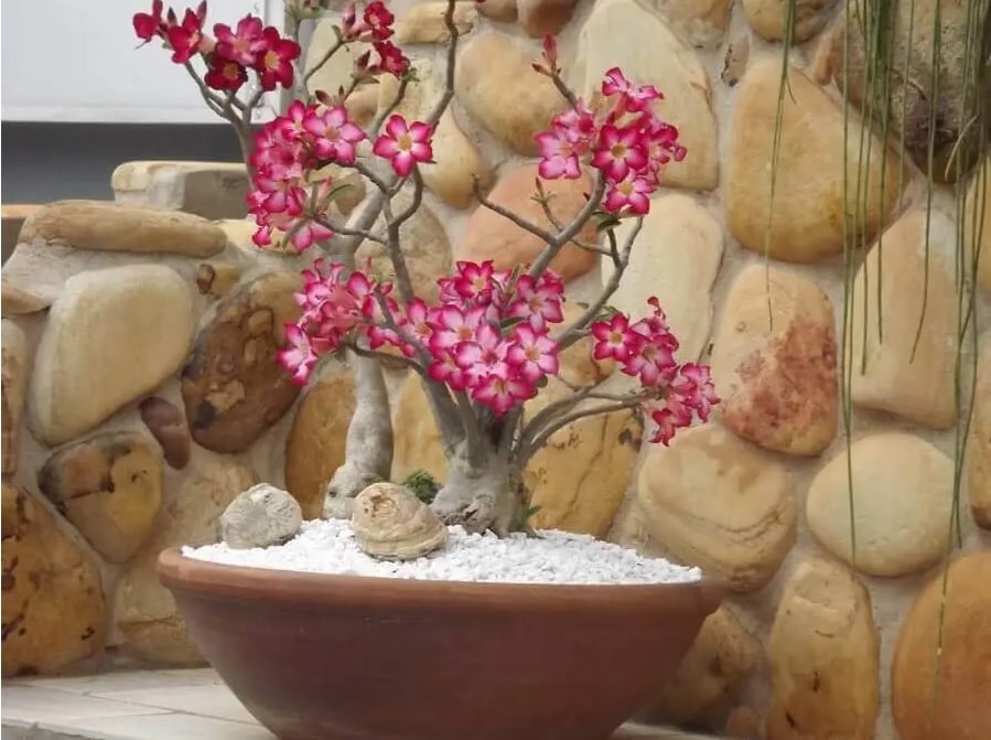Rosa do Deserto - 10 dias para bem cuidar e cultivar! 6 Rosa do Deserto - Como cuidar e cultivar?