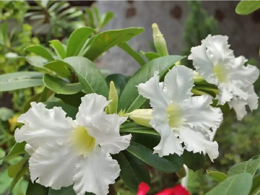Rosa do Deserto - 10 dias para bem cuidar e cultivar! 5 Rosa do Deserto - Como cuidar e cultivar?