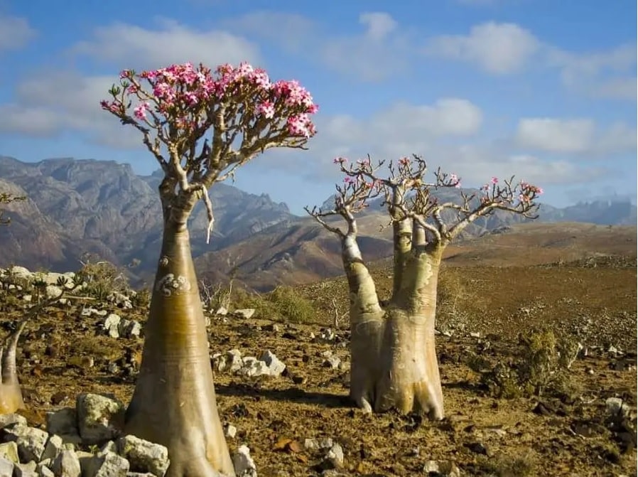 Rosa do Deserto - 10 dias para bem cuidar e cultivar! 1 Rosa do Deserto - Como cuidar e cultivar?