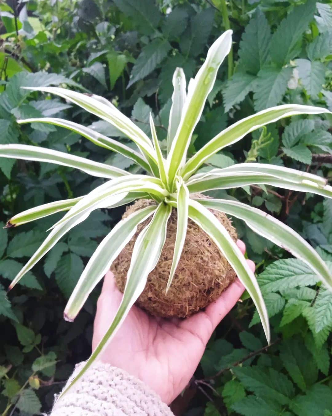clorofito