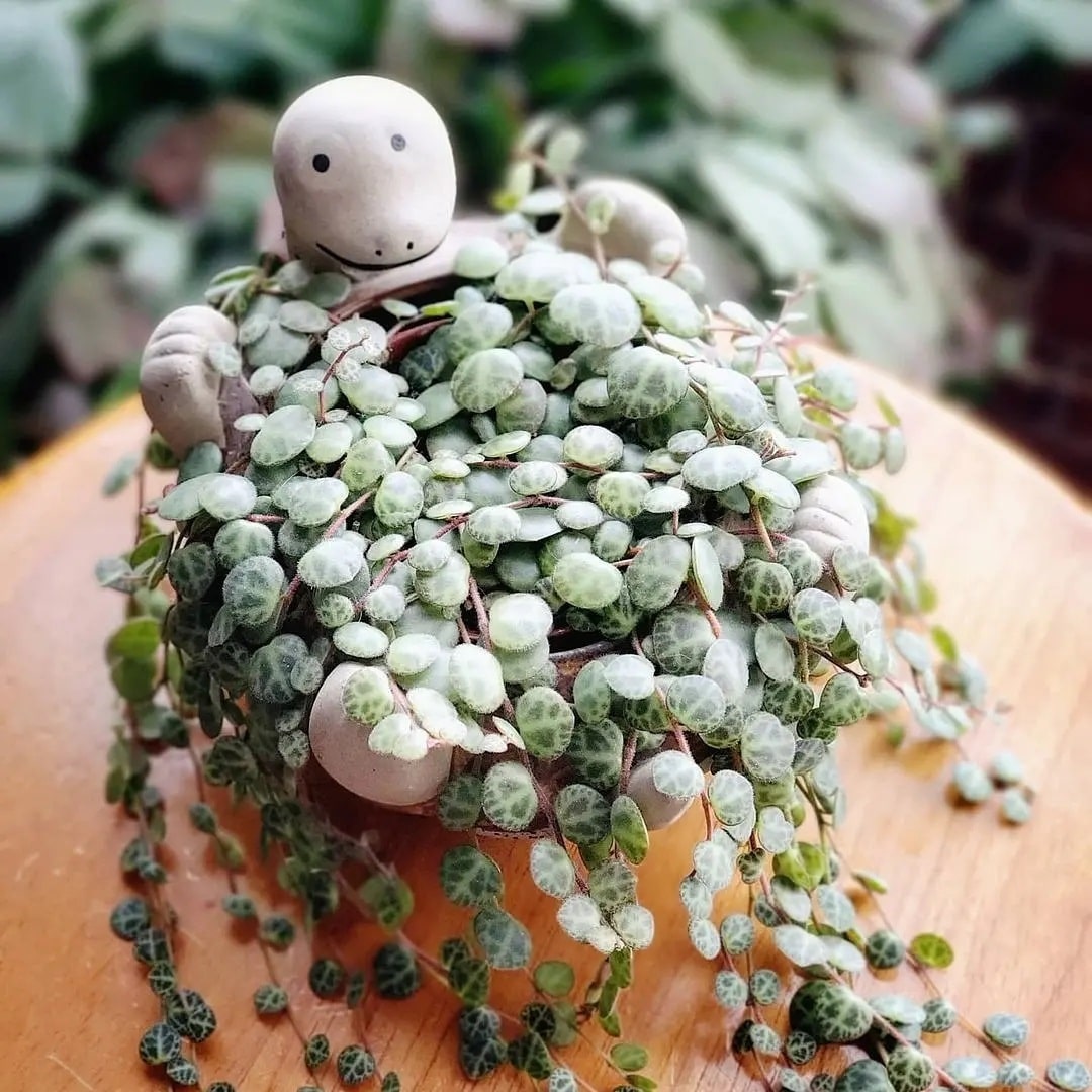 Plantas que Sobrevivem em Locais Escuros: Variedades para Ambientes com Pouca Luz! 25 peperomia prostata