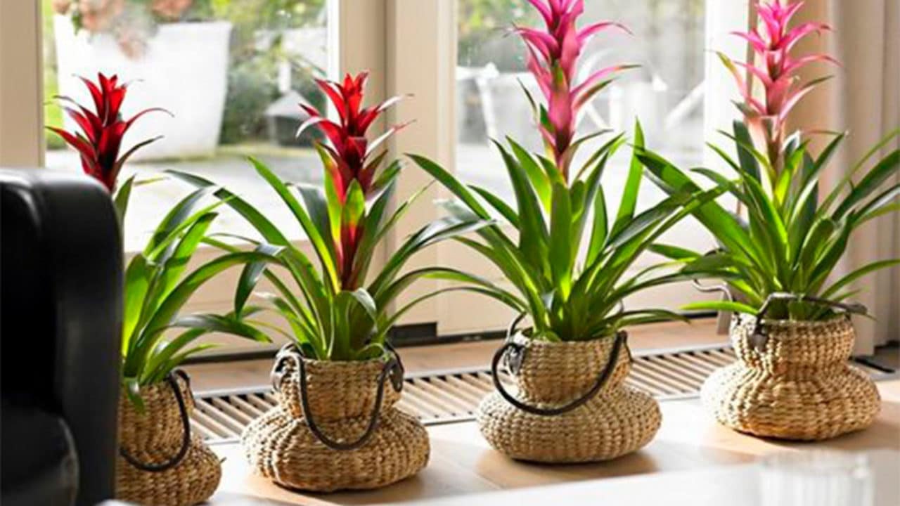 Bromélias 5 dicas dessa planta que melhora o bem estar