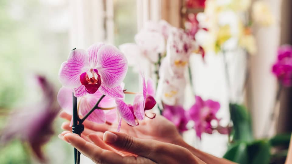 Orquídeas floridas cultivadas em ambiente adequado