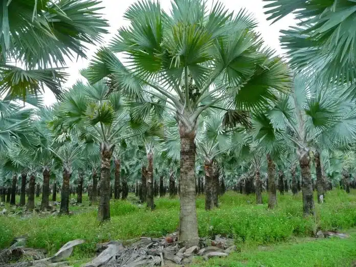 Palmeira - 5 espécies para ter em sua casa e jardim