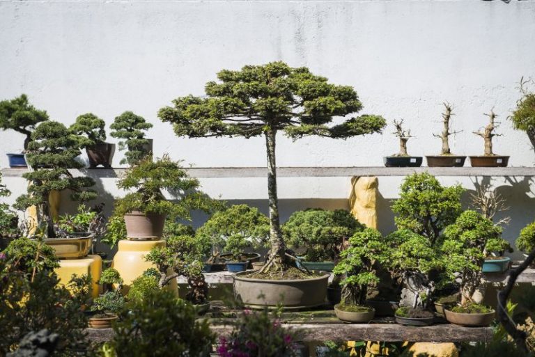 bonsai3
