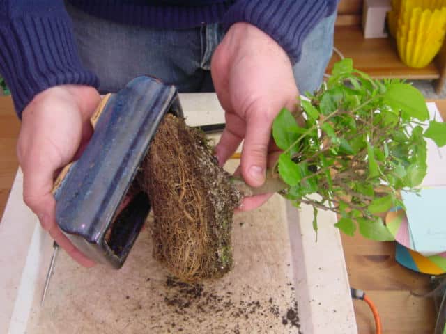 Bonsai: de uma semente a uma árvore