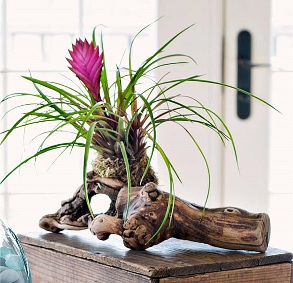 Espécies de Bromélias comuns para cultivo em apartamento bromelia10