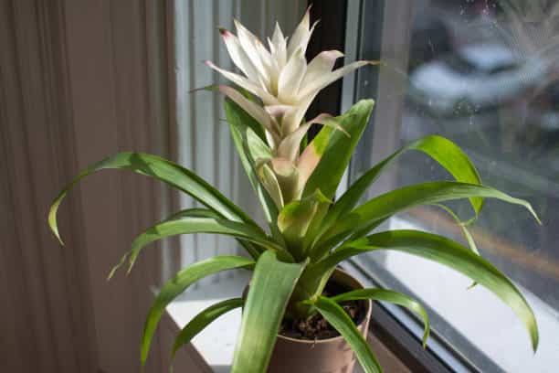 Espécies de Bromélias comuns para cultivo em apartamento bromelia12