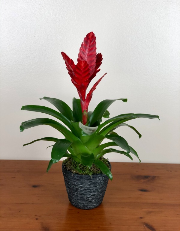 Espécies de Bromélias comuns para cultivo em apartamento bromelia12