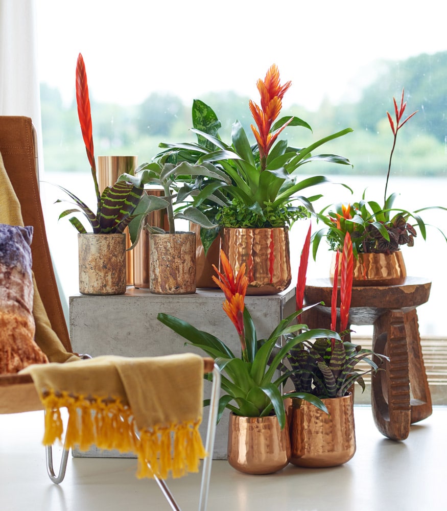 Benefícios da Bromélia para a saúde e bem-estar bromelia13