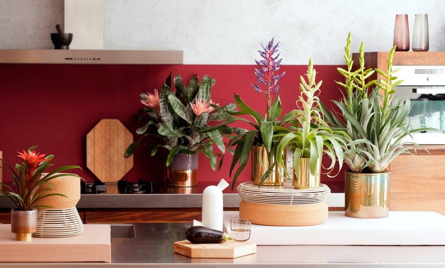 Benefícios da Bromélia para a saúde e bem-estar bromelia14