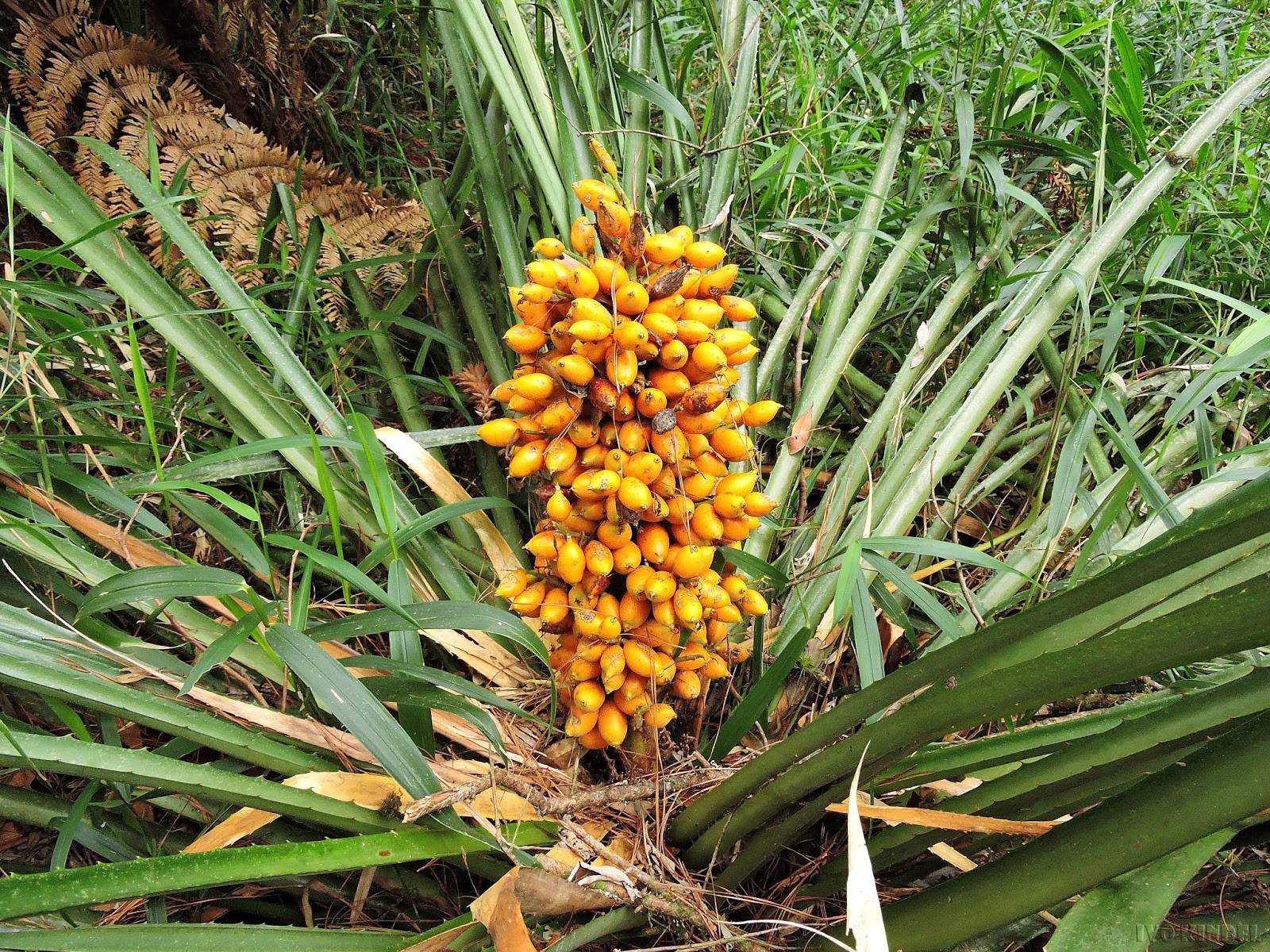 Usos medicinais e culinários das Bromélias bromelia17