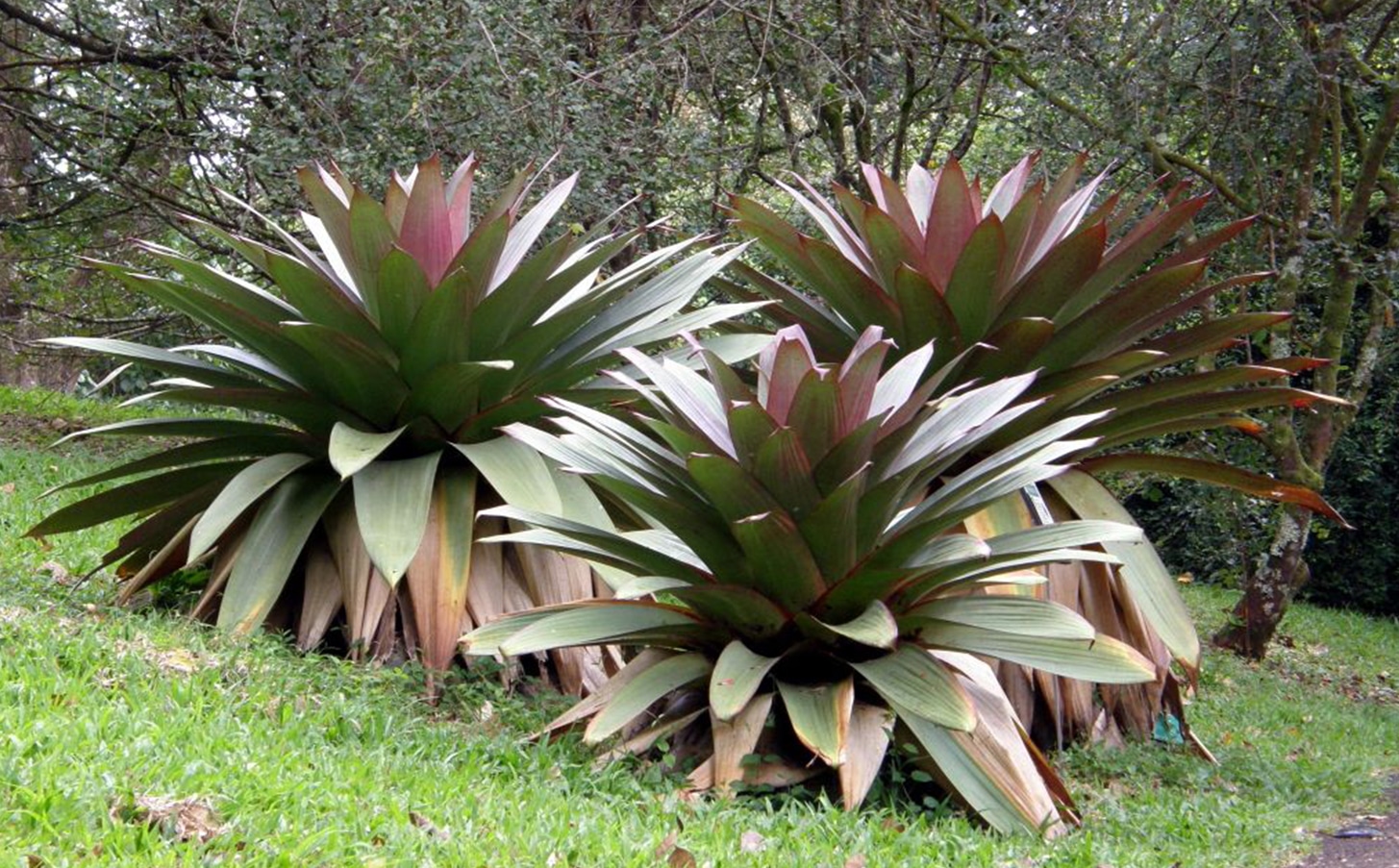 bromelia18