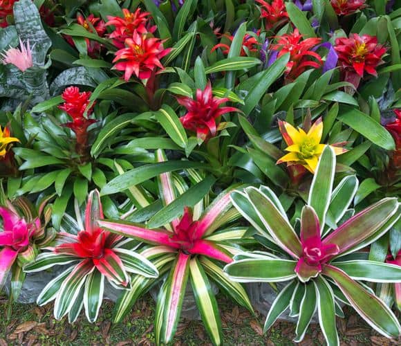 bromelia2