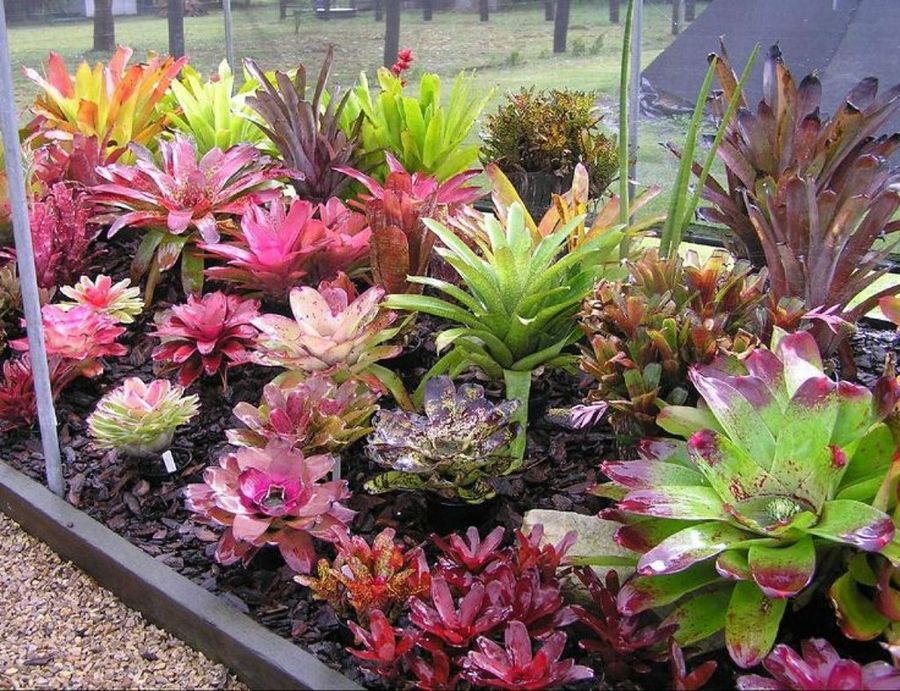 Bromélias: explorando algumas espécies conhecidas dessa família de plantas bromelia3