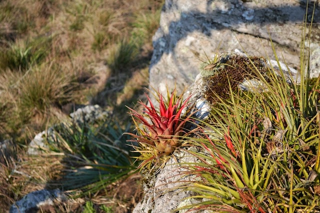 Bromélias pelo Brasil bromelia6