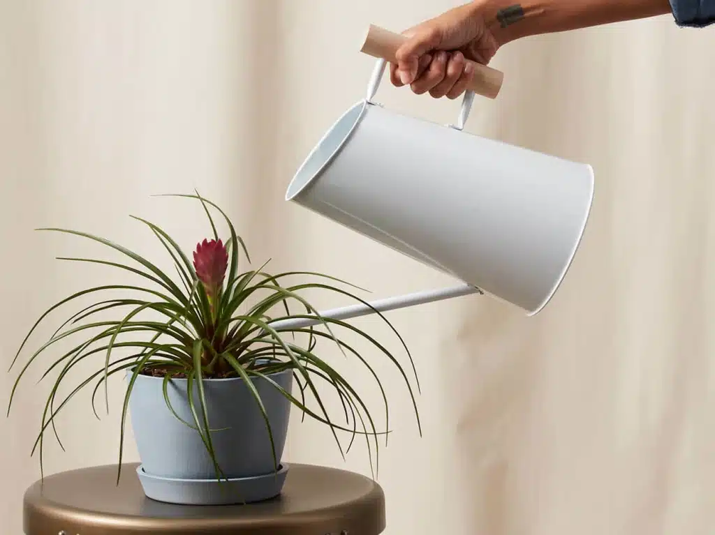 Como cultivar Bromélias em casa: dicas e cuidados bromelia7