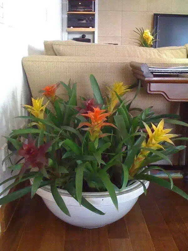 Como cultivar Bromélias em casa: dicas e cuidados bromelia8