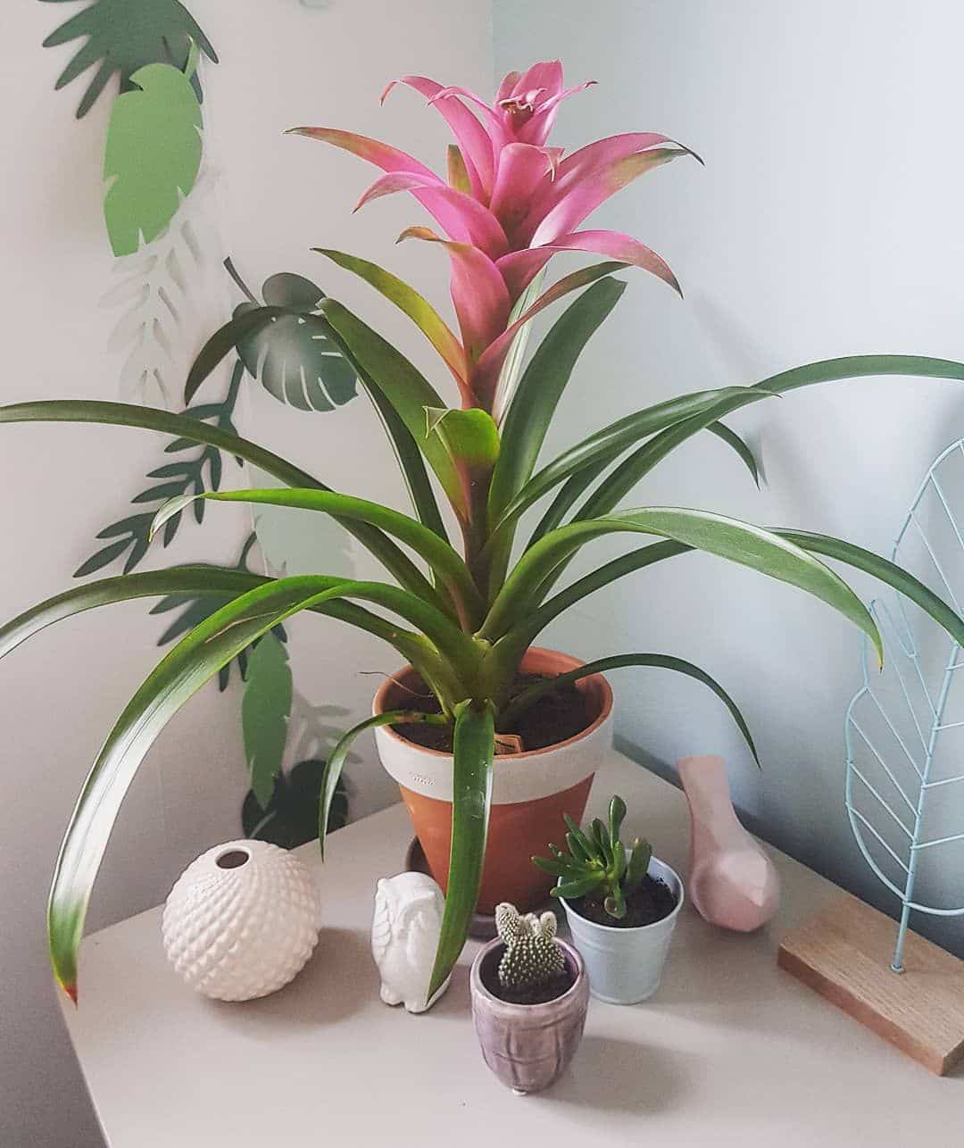 Como cultivar Bromélias em casa: dicas e cuidados bromelia9