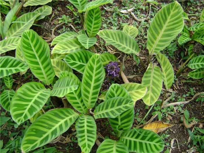 Calathea zebrina calathea