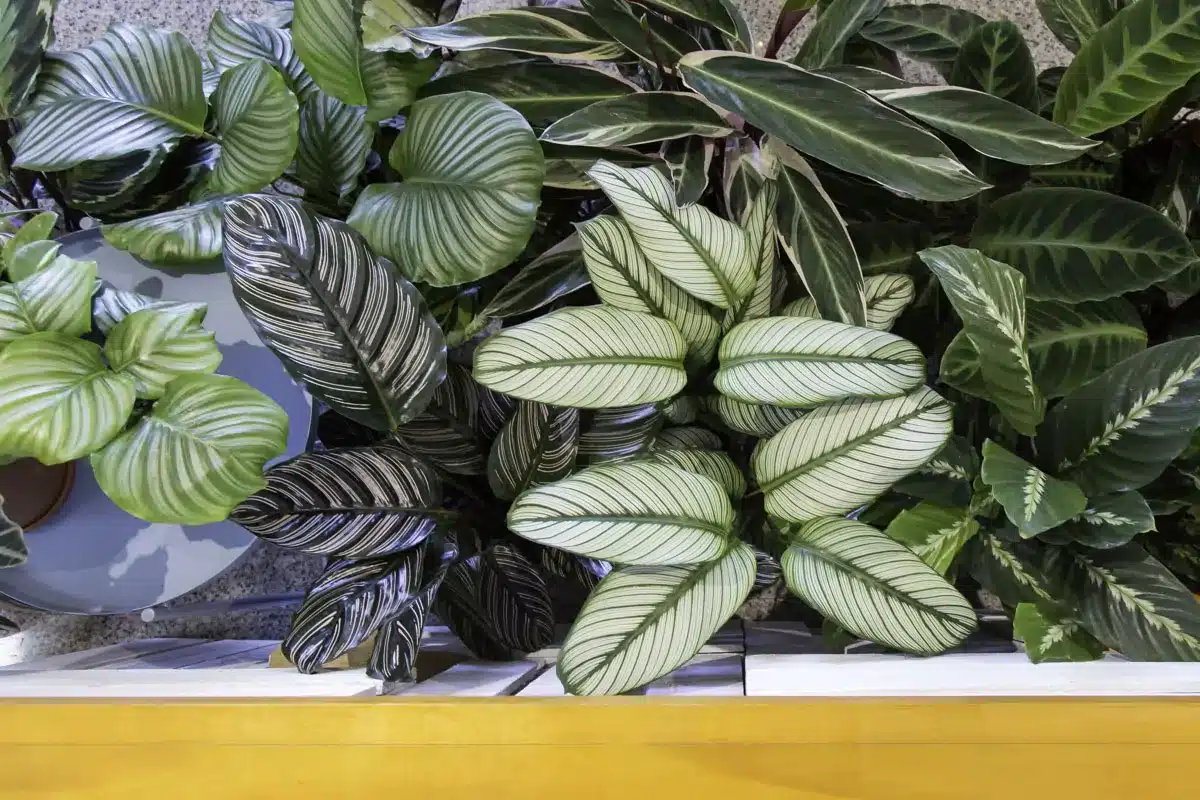 Beleza e a versatilidade das plantas Calathea calathea10