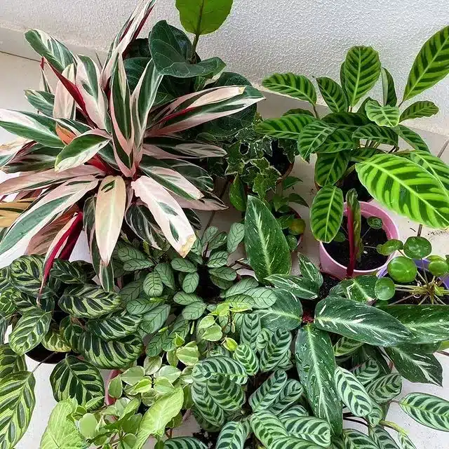 calathea11