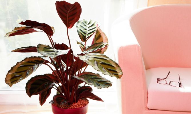 Calathea e sua distribuição no mundo calathea12
