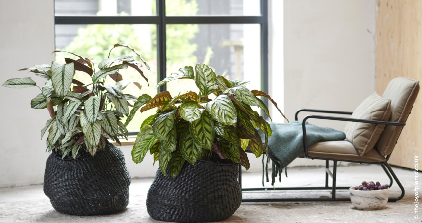 Cuidados com a Calathea calathea14