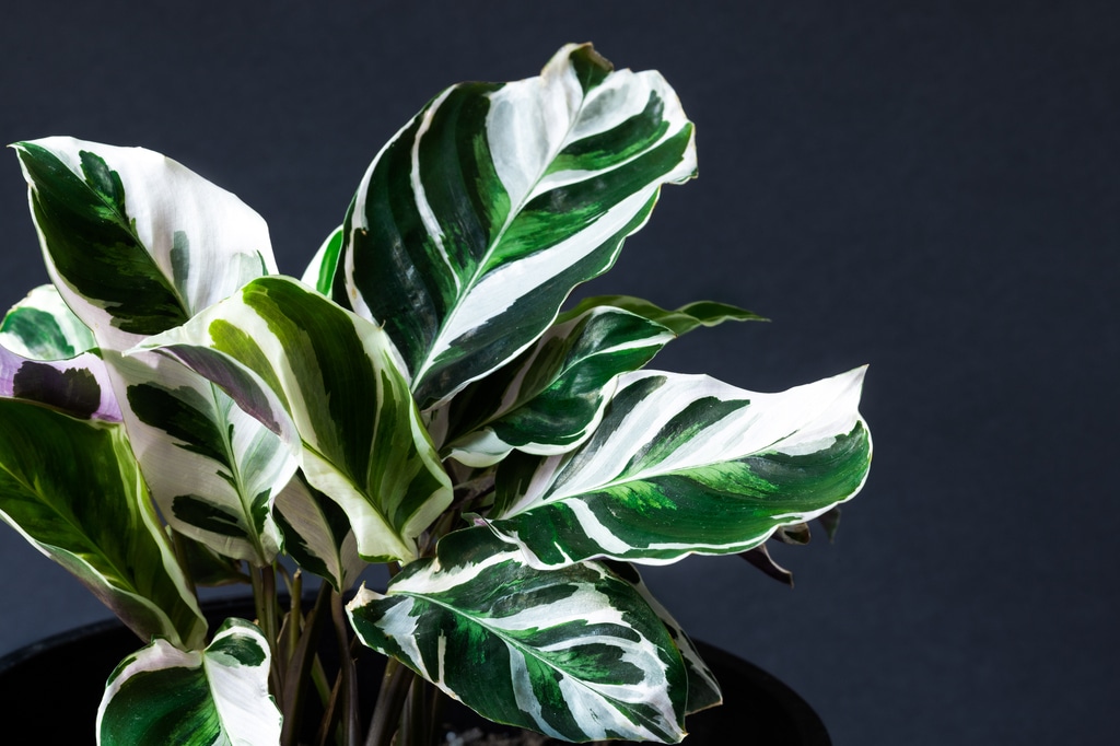 Calathea e sua distribuição no mundo calathea15