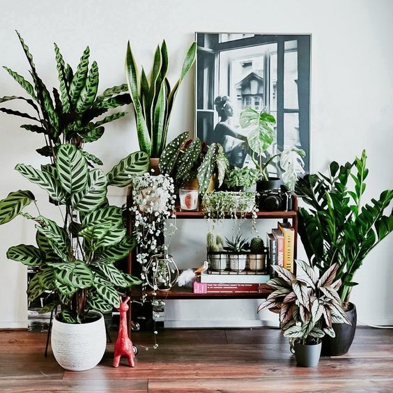 Características da Calathea calathea17