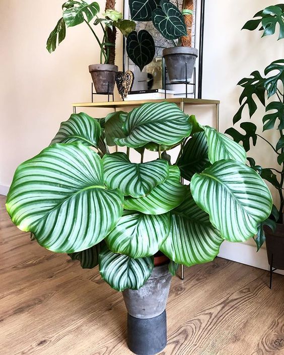 Características da Calathea calathea18