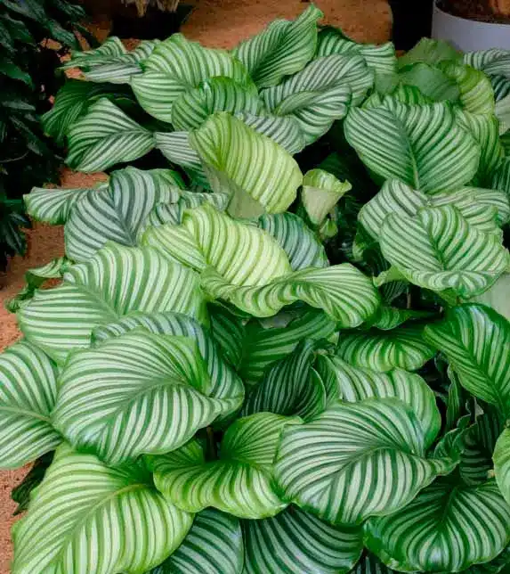 Calathea orbifolia calathea2