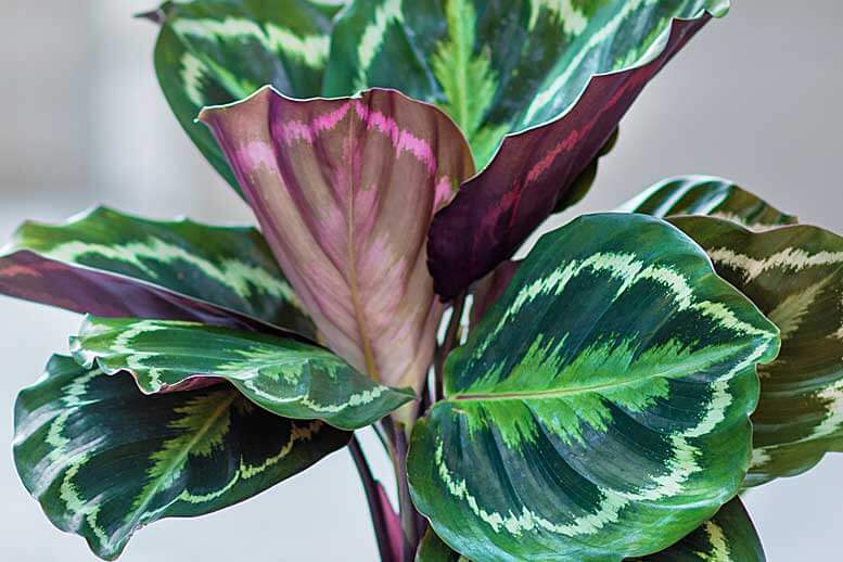 Medalhão Calathea calathea3