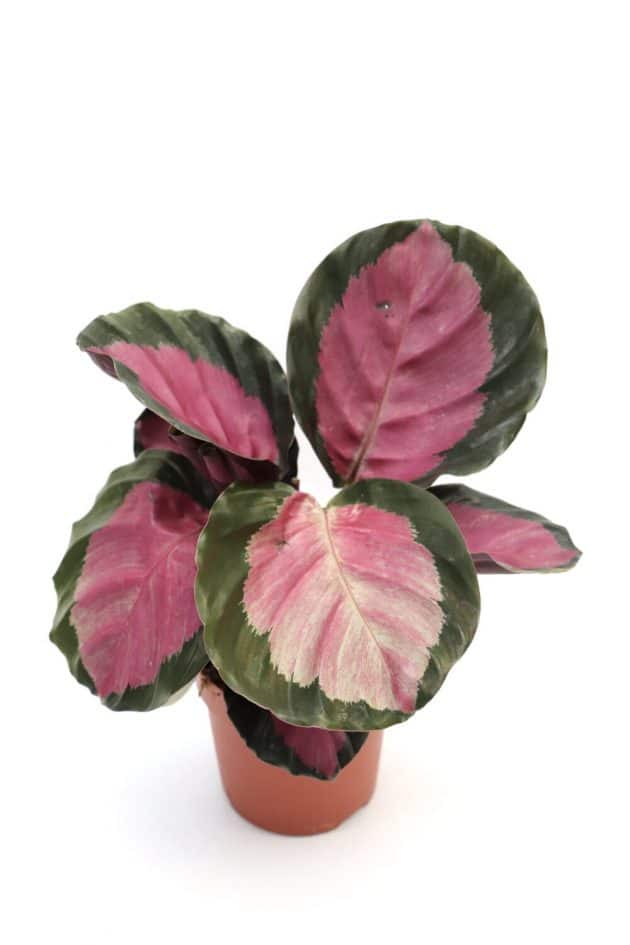 Calathea roseo picta calathea4