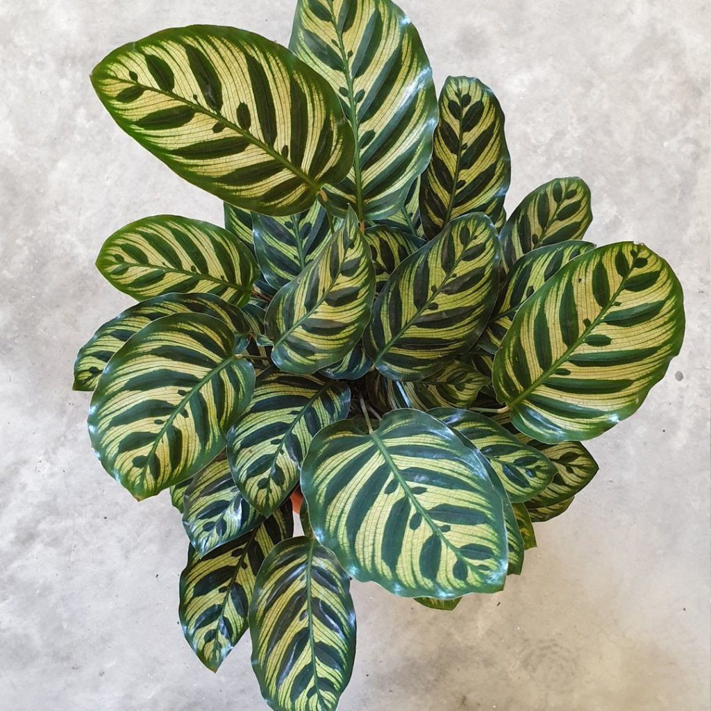Calathea makoyana calathea5