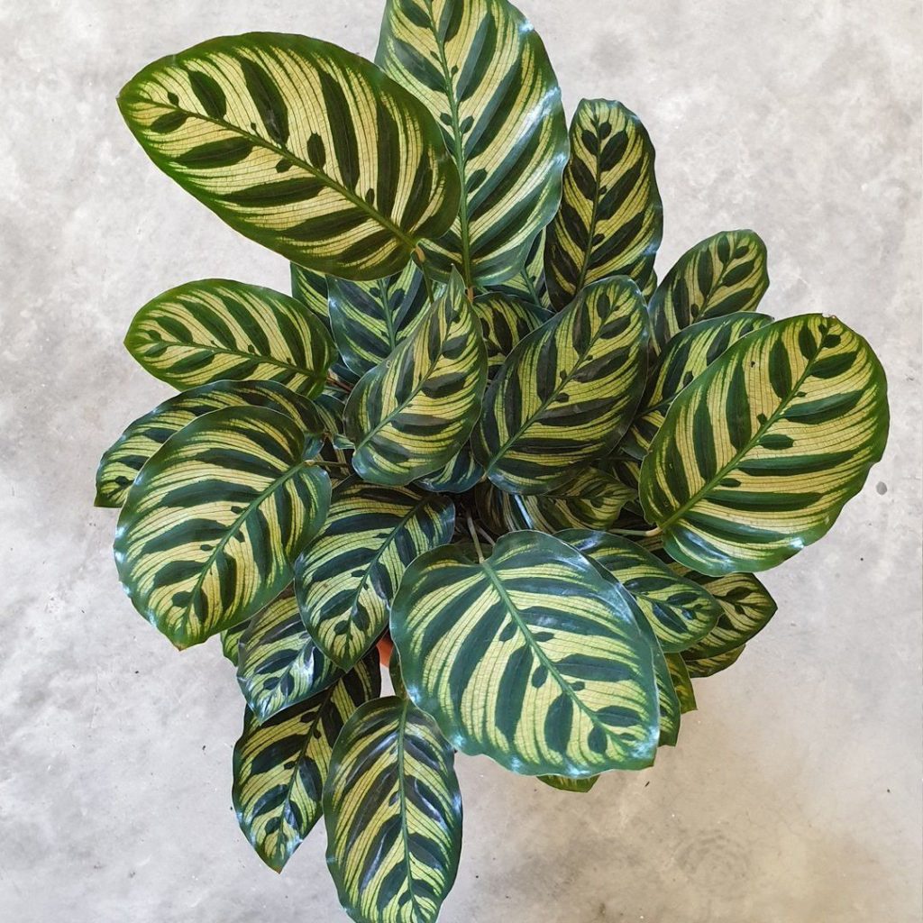 calathea5