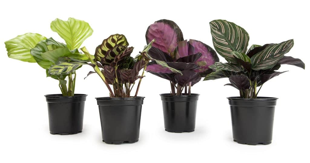Calathea - 5 curiosidades dessa planta diferenciada! 1 calathea6