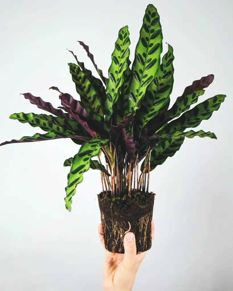 Solo calathea7