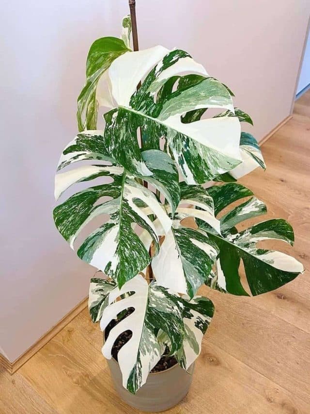 Aprenda a cultivar e cuidar da sua Costela de Adão com as melhores dicas, garantindo saúde e beleza para essa planta incrível e exuberante. Aprenda a cultivar e cuidar da sua Costela de Adão com as melhores dicas, garantindo saúde e beleza para essa planta incrível e exuberante.