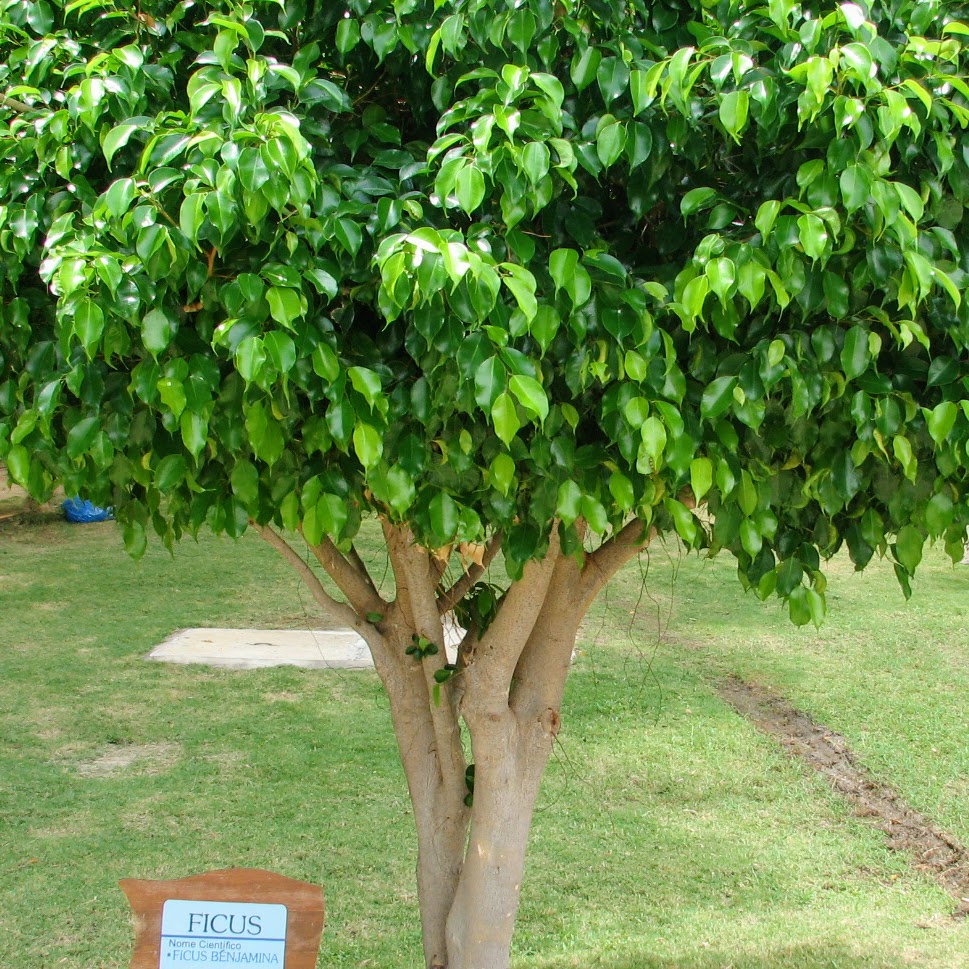 Fícus Benjamina ficus