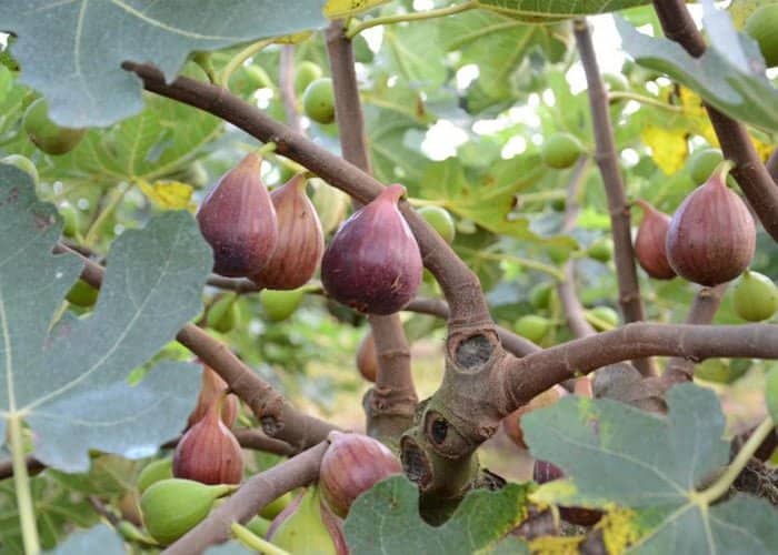 Fícus Carica: O Figo Comum ficus14