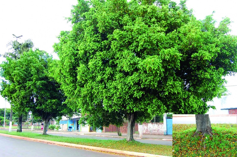 Fícus Benjamina ficus2