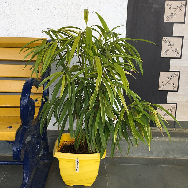 Fícus Alii: O figo de folhas finas ficus6