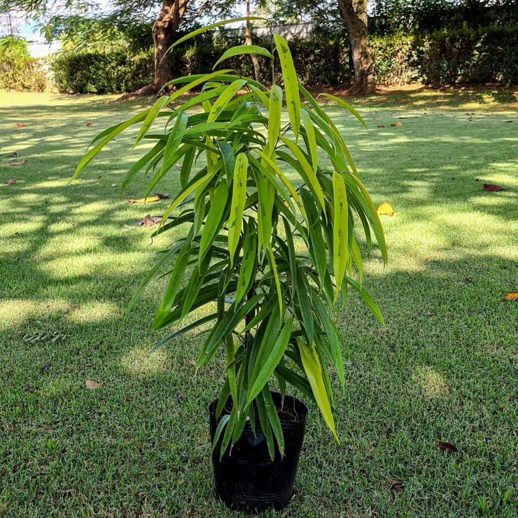 Fícus Alii: O figo de folhas finas ficus7