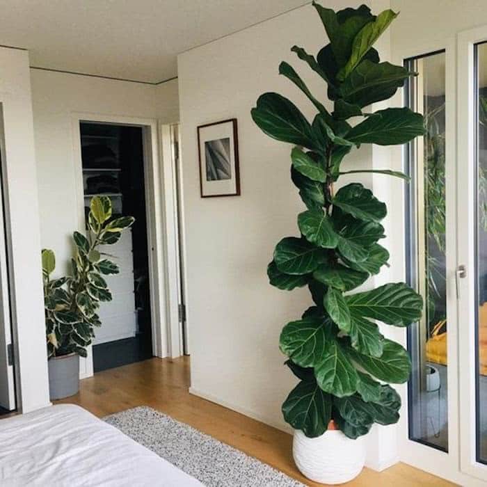 Fícus Lyrata: uma adição imponente a qualquer sala ficus9