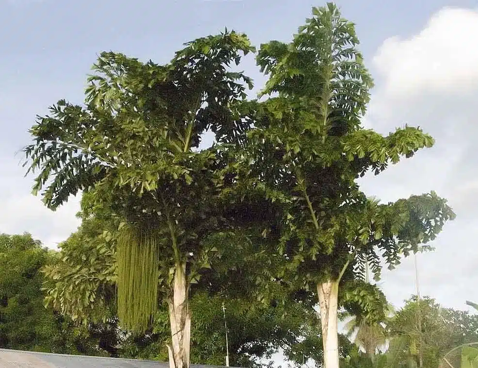 Palmeira Rabo-de-Peixe palmeira10