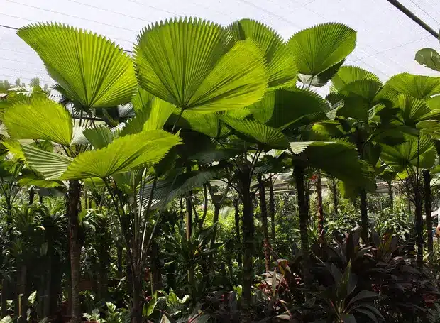 Benefícios das palmeiras em nossas vidas palmeira12
